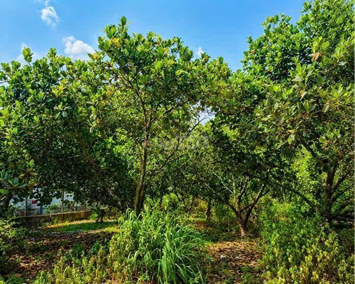 Chính chủ cần bán gấp vườn mít 250m2 có 50m thổ cư giá 320tr