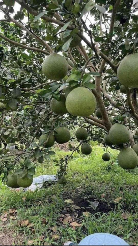 🍊Cô chú lớn tuổi rồi về ở với con cháu,gửi bán lại khu vườn bưởi cho