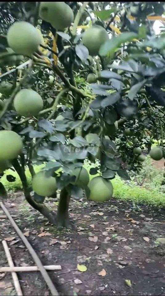 🍊Cô chú lớn tuổi rồi về ở với con cháu,gửi bán lại khu vườn bưởi cho
