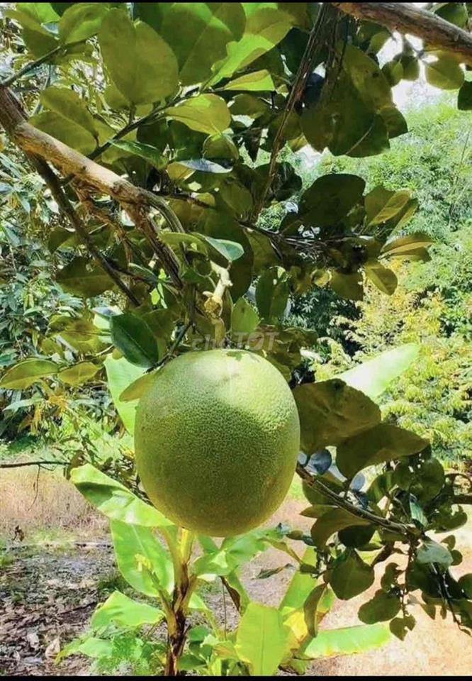 🍊Cô chú lớn tuổi rồi về ở với con cháu,gửi bán lại khu vườn bưởi cho