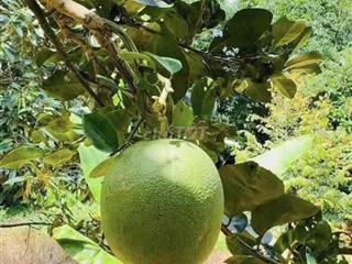 🍊Cô chú lớn tuổi rồi về ở với con cháu,gửi bán lại khu vườn bưởi cho