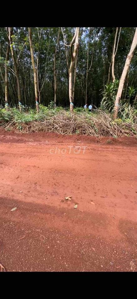 Cần bán 5,6 hecta, 100m mặt tiền. thích hợp làm nhà máy, kho xưởng