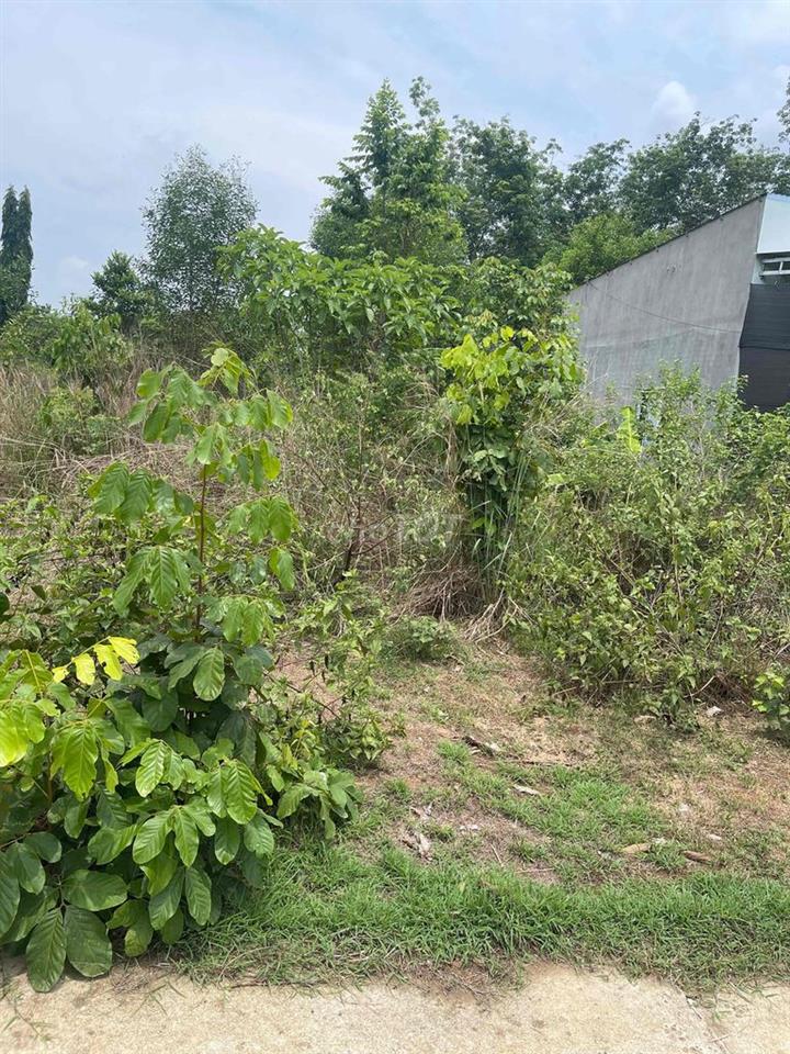 Chính chủ cần bán đất Bình Phước