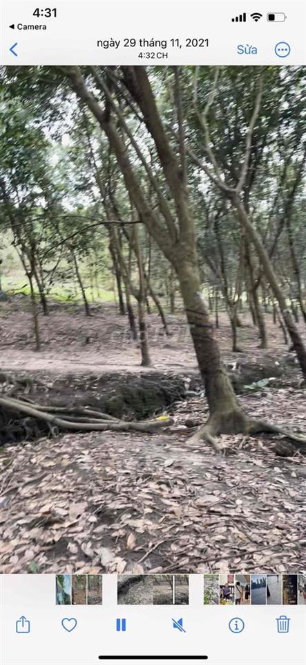 Bán đất vườn Ấp5 , xã Minh Lập, Huyện Chơn Thành, Tỉnh Bình Phước