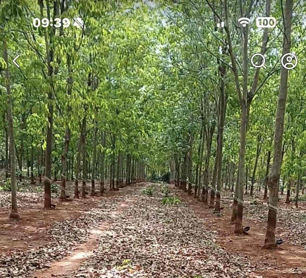 đất rẫy cao su xã Tân Lợi 10 ha