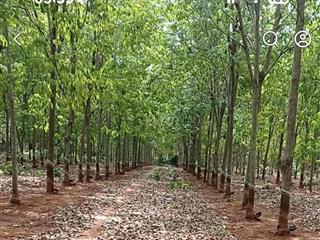 đất rẫy cao su xã Tân Lợi 10 ha