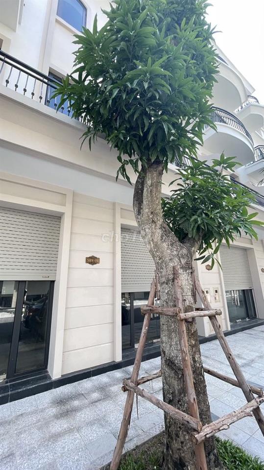 Bán nhà Shophouse phân khu Sao Biển - Vinhomes Ocean Park 2