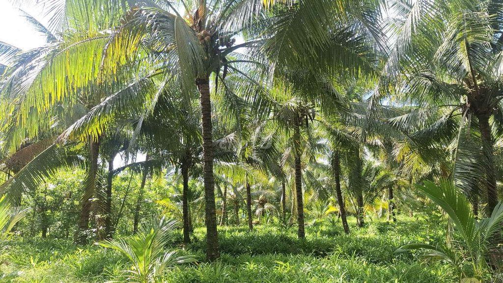 Bán 2900m² đất vườn giá rẻ gần đường tỉnh lộ 35 , gần cầu Long Hưng
