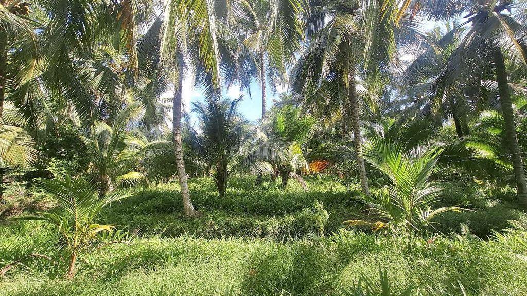 Bán 2900m² đất vườn giá rẻ gần đường tỉnh lộ 35 , gần cầu Long Hưng