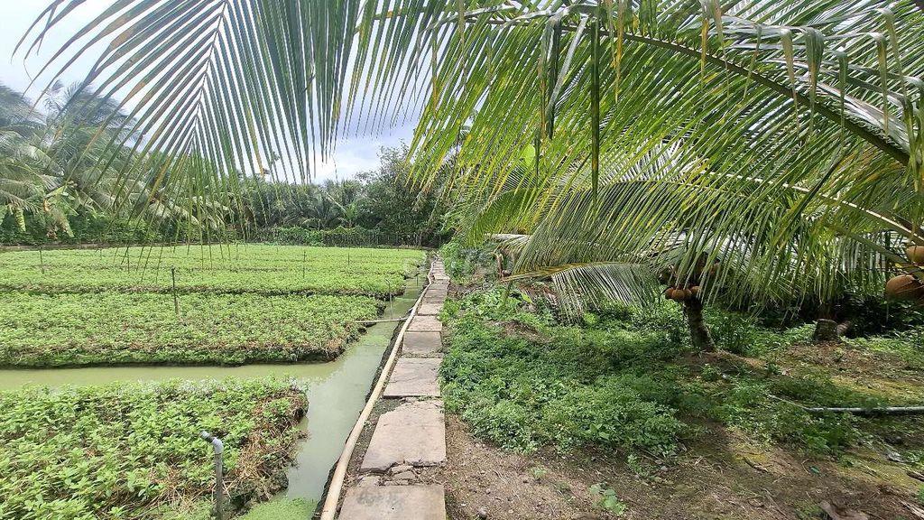 Bán 3900m² đất CLN giá rẻ gần bệnh viện đa khoa mới Tiền Giang