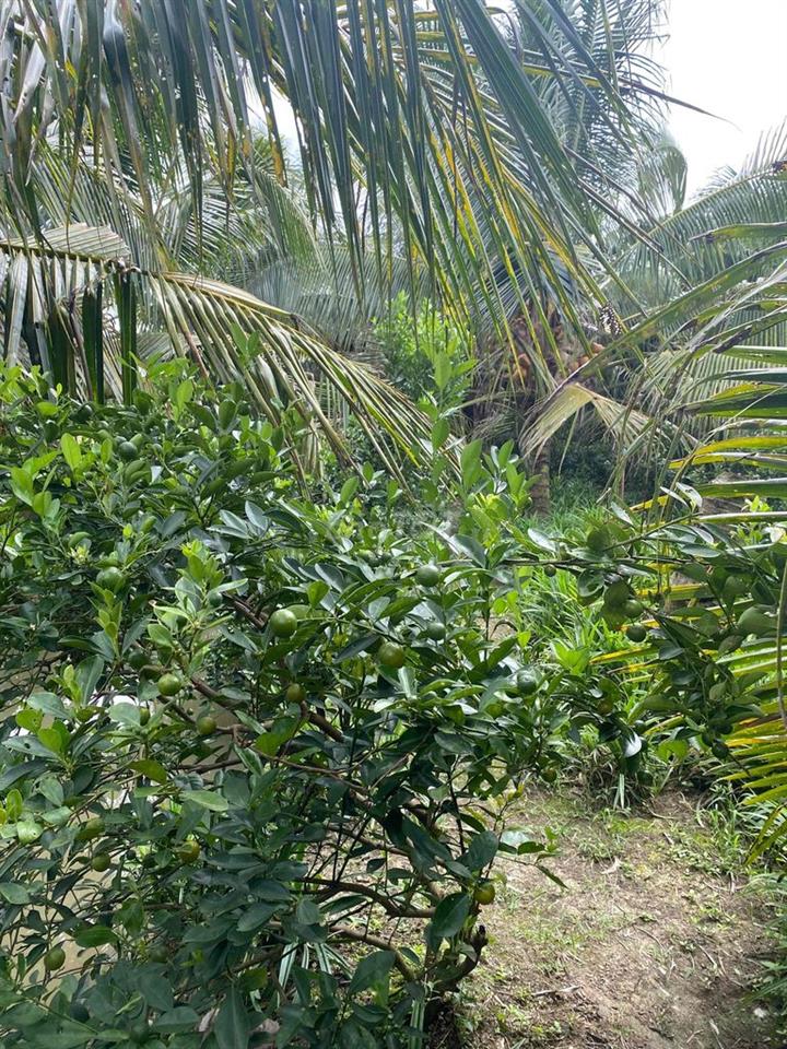 Đất vườn dừa đang thu hoạch