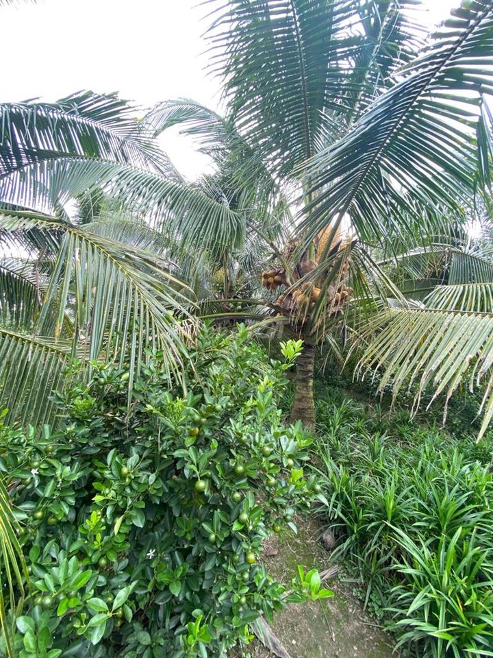 Đất vườn dừa đang thu hoạch