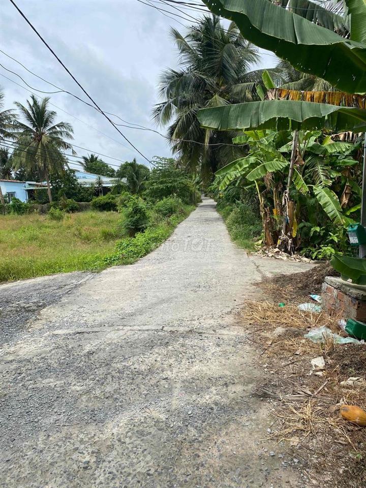 Đất vườn dừa đang thu hoạch
