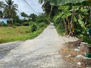 Đất vườn dừa đang thu hoạch