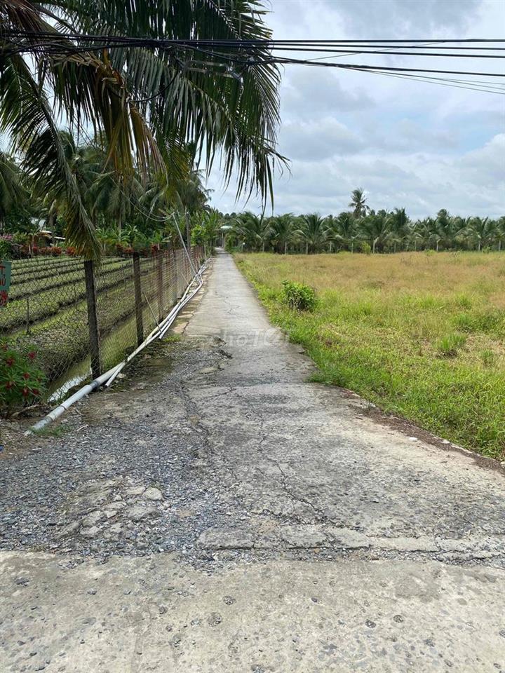 Đất vườn dừa đang thu hoạch
