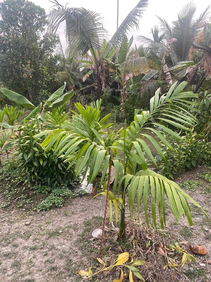 cần bán