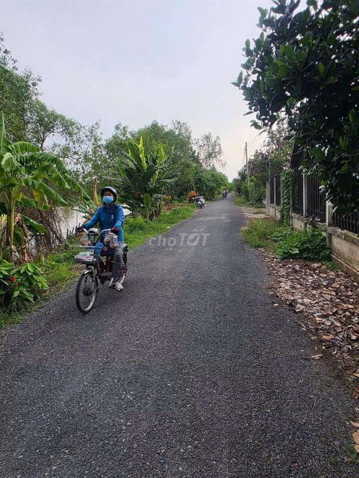Bán vườn sầu riêng Ri6