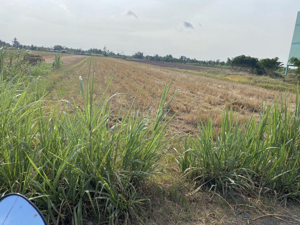 bán đất ruộng xã bình nghị gò công đông
