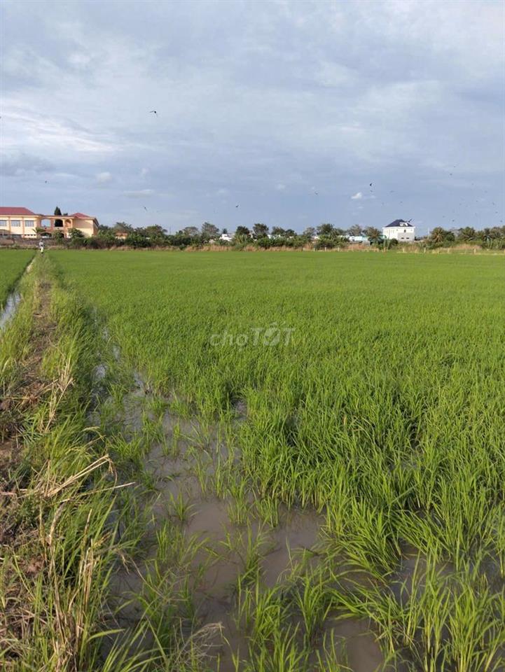 bán đất ruộng xã bình nghị gò công đông