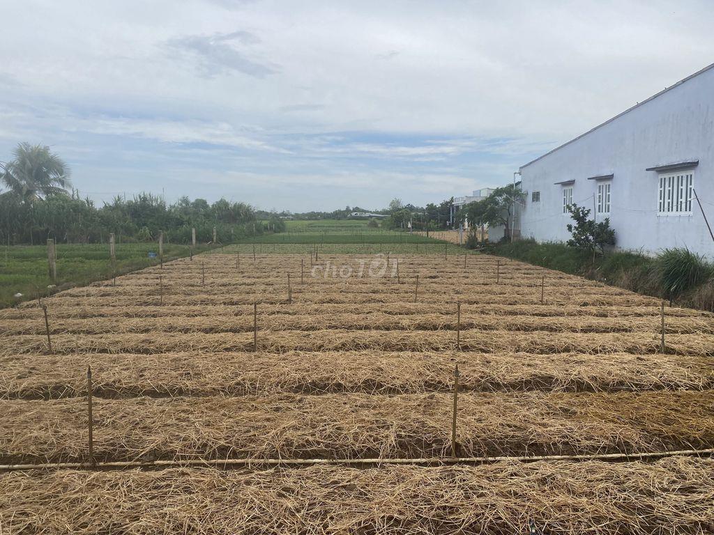 bán đất mặt tiền đường xe hơi xã bình nghị gò công đông