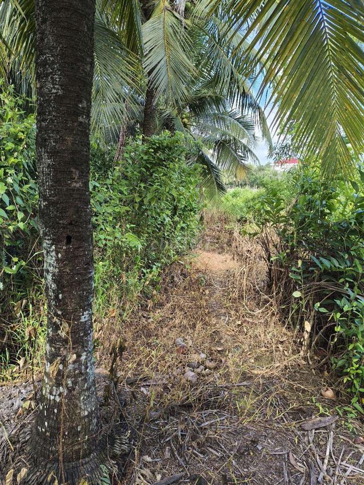 đất trồng trọt
