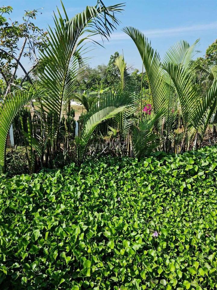 ĐẤT THỔ CƯ ĐƯỜNG OTO VIEW SÔNG