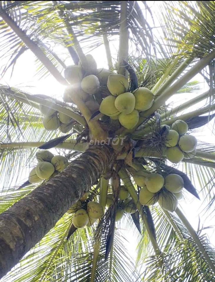 Đất vườn tại thanh bình