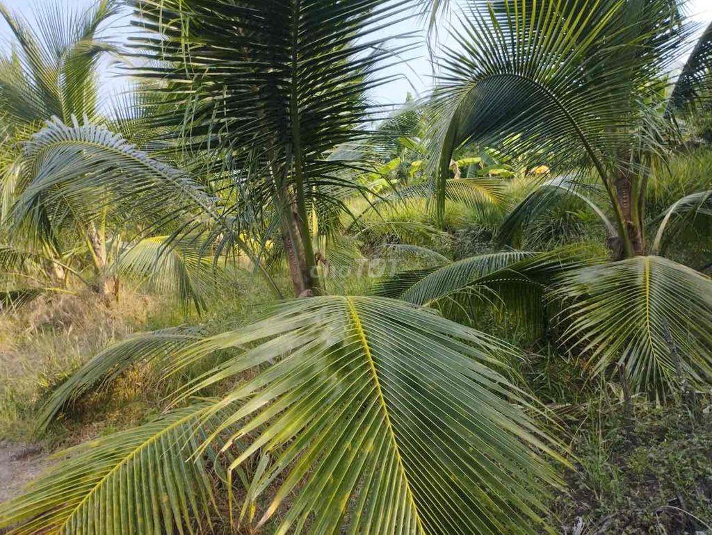 Đất vườn tại thanh bình