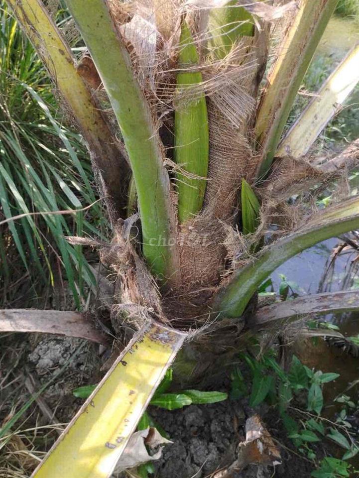 Đất vườn tại thanh bình