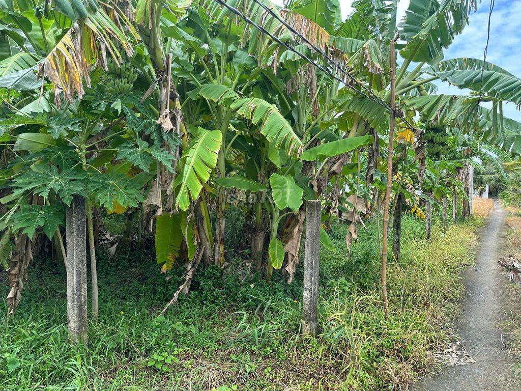 Đất Tân Phước Tiền Giang 869m2
