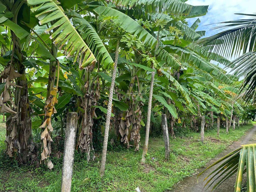 Đất Tân Phước Tiền Giang 869m2