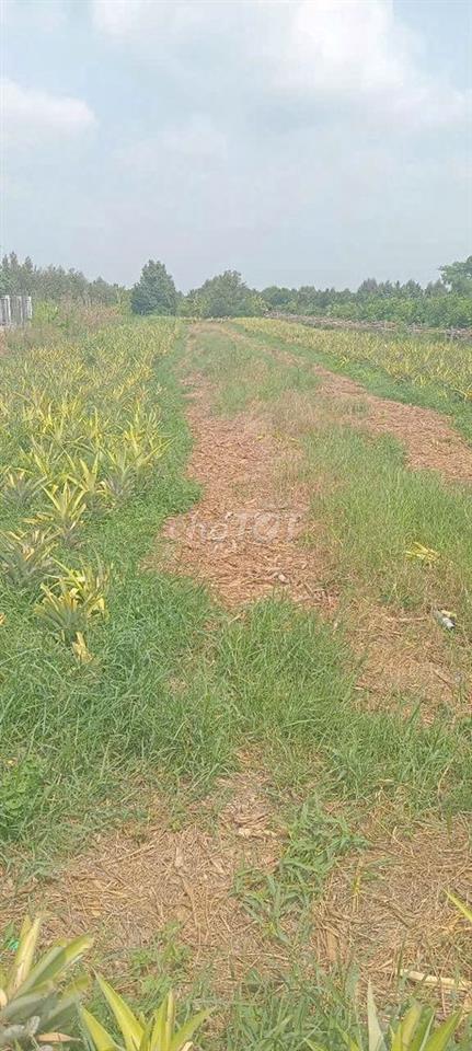 Nền cuối ngang 12 dài 32 full thổ