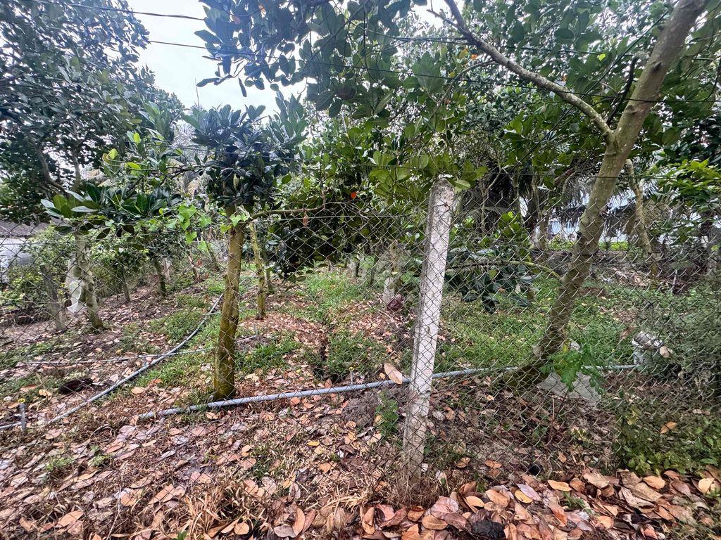 Đất thổ cư đường nhựa 5m