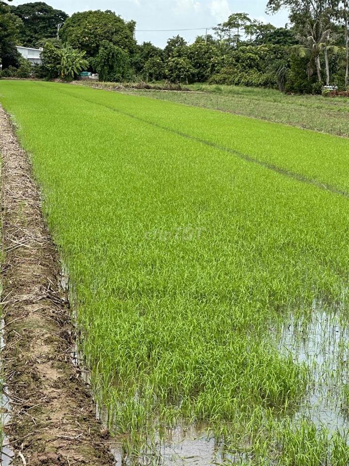 Đất ruộng