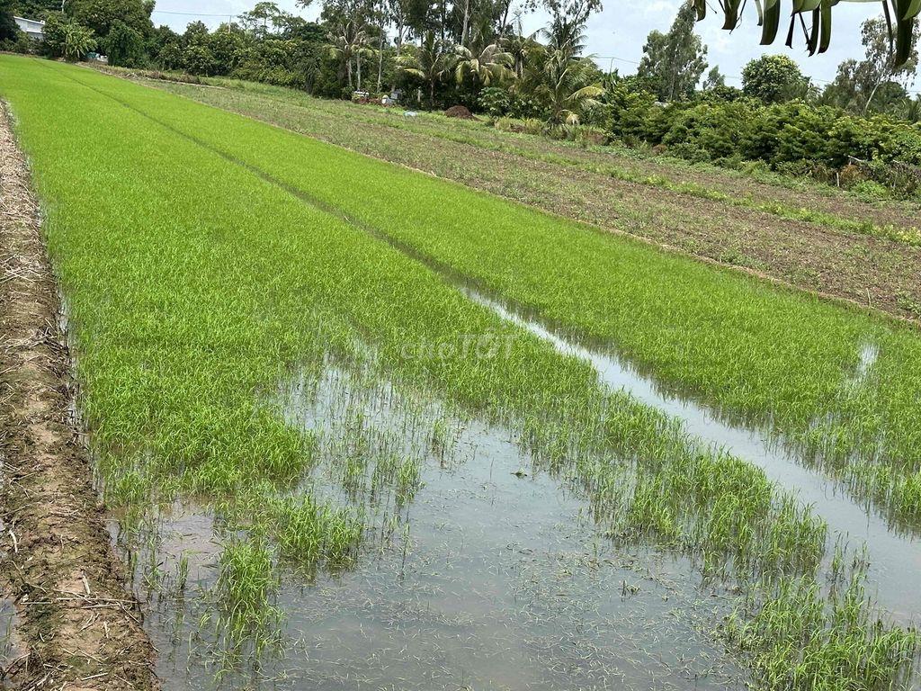 Đất ruộng