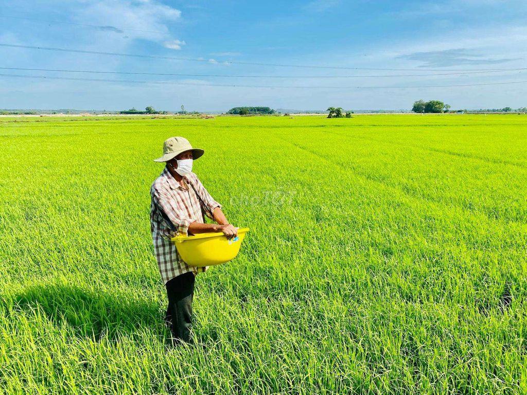 CẦN BÁN 51 CÔNG - ĐẤT TRỒNG LÚA 2 VỤ...TÂN LẬP - TỊNH BIÊN - AN GIANG