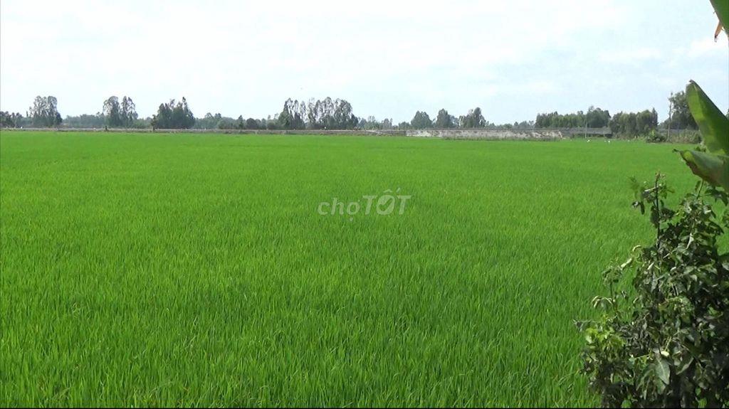 CẦN BÁN 51 CÔNG - ĐẤT TRỒNG LÚA 2 VỤ...TÂN LẬP - TỊNH BIÊN - AN GIANG