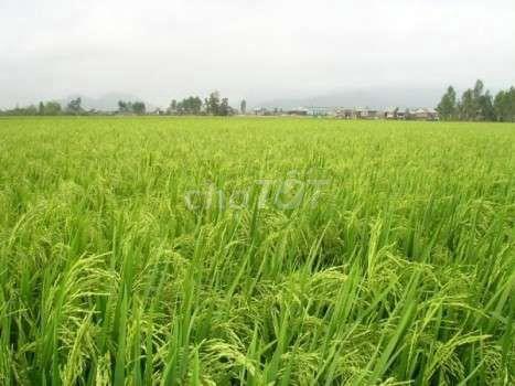 CẦN BÁN 51 CÔNG - ĐẤT TRỒNG LÚA 2 VỤ...TÂN LẬP - TỊNH BIÊN - AN GIANG