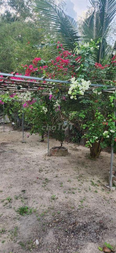 Đất cây lâu năm