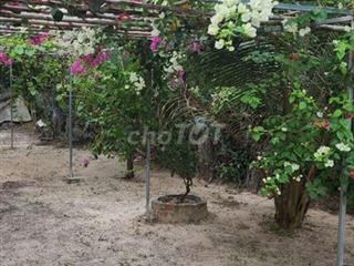 Đất cây lâu năm