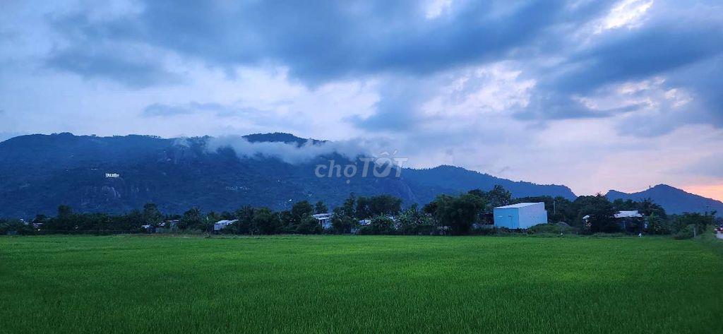Đất cây lâu năm