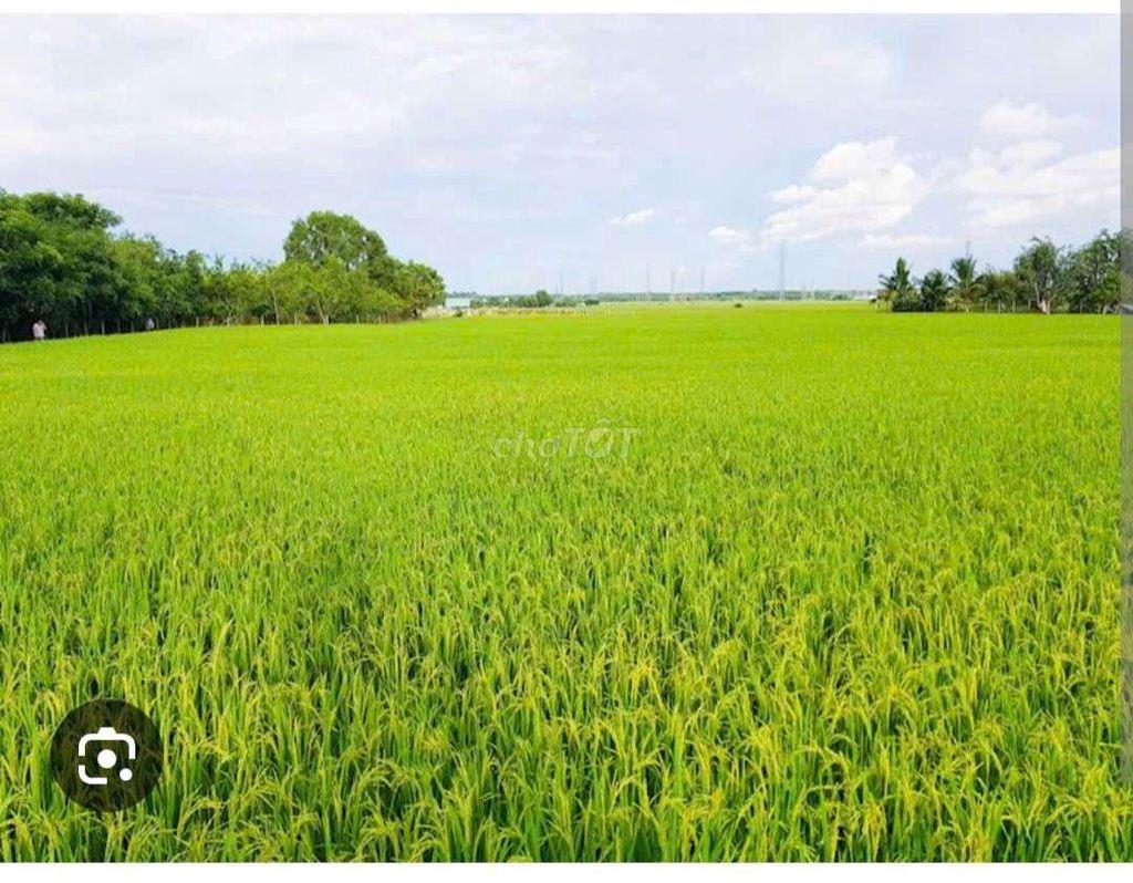 Bán Đất Ruộng
