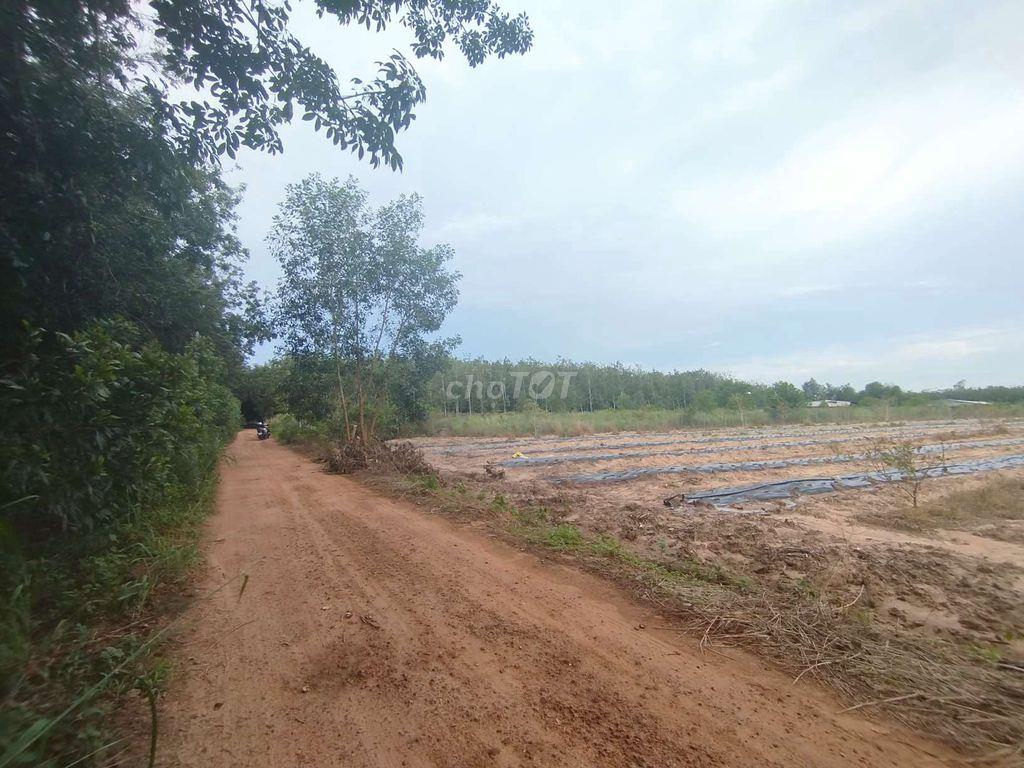 bán 6,5 công đất Ấp Thạnh sơn, Thạnh Tây ( Tân Biên )Tây Ninh