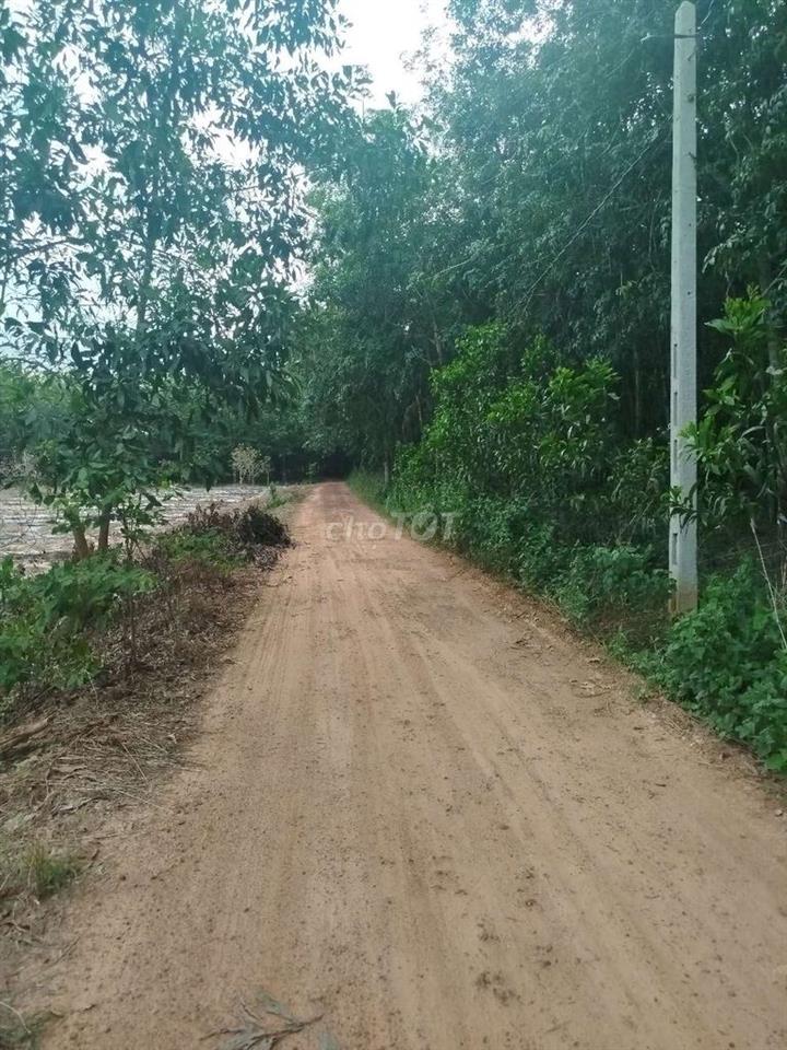 bán 6,5 công đất Ấp Thạnh sơn, Thạnh Tây ( Tân Biên )Tây Ninh