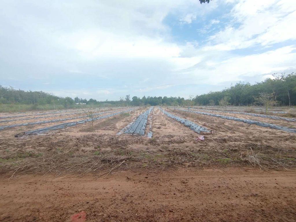 bán 6,5 công đất Ấp Thạnh sơn, Thạnh Tây ( Tân Biên )Tây Ninh