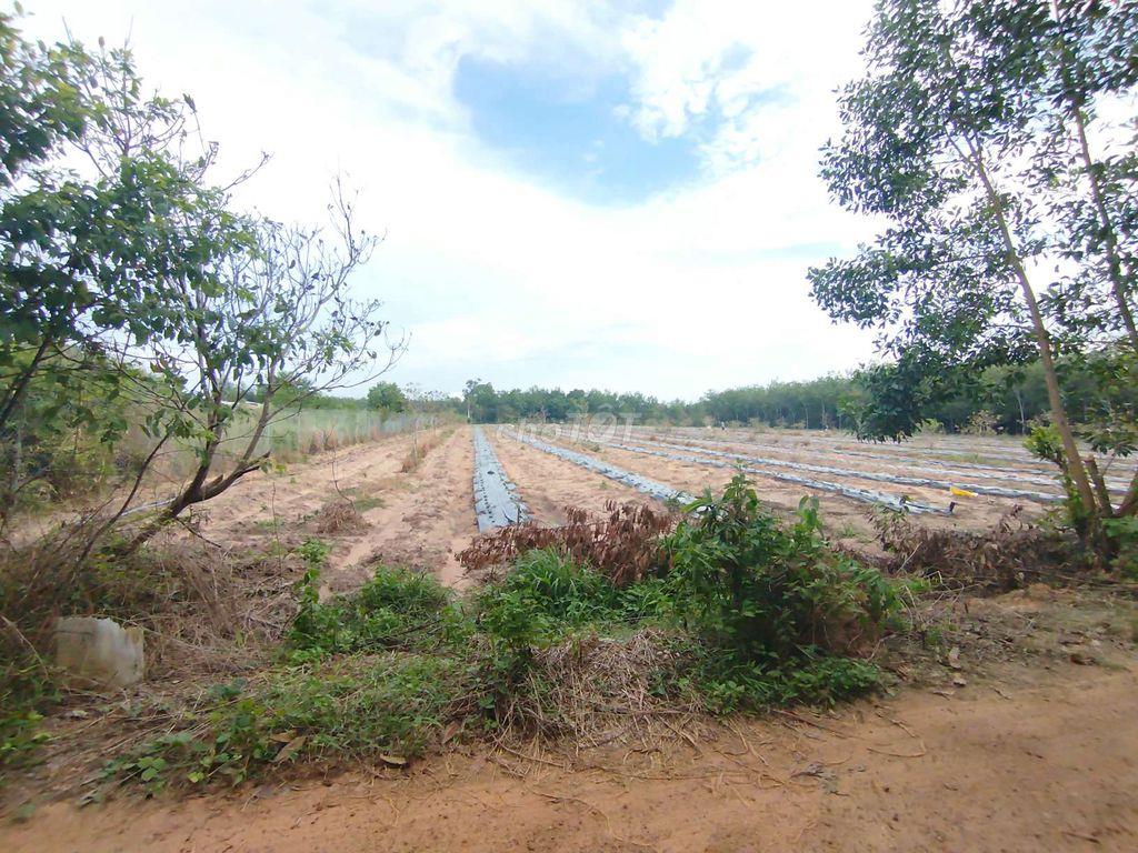 bán 6,5 công đất Ấp Thạnh sơn, Thạnh Tây ( Tân Biên )Tây Ninh