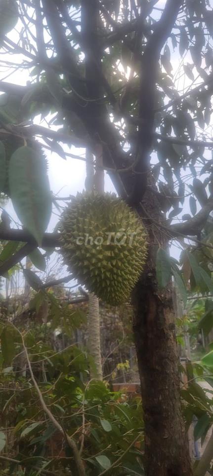 Mặt tiền kinh doanh đẹp cần cho thuê
