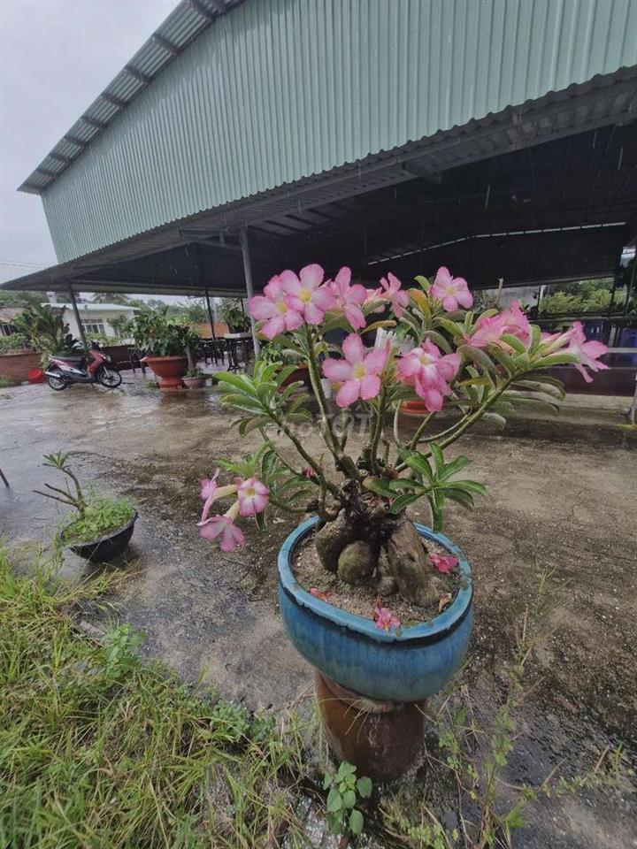 Mặt bằng cho thuê