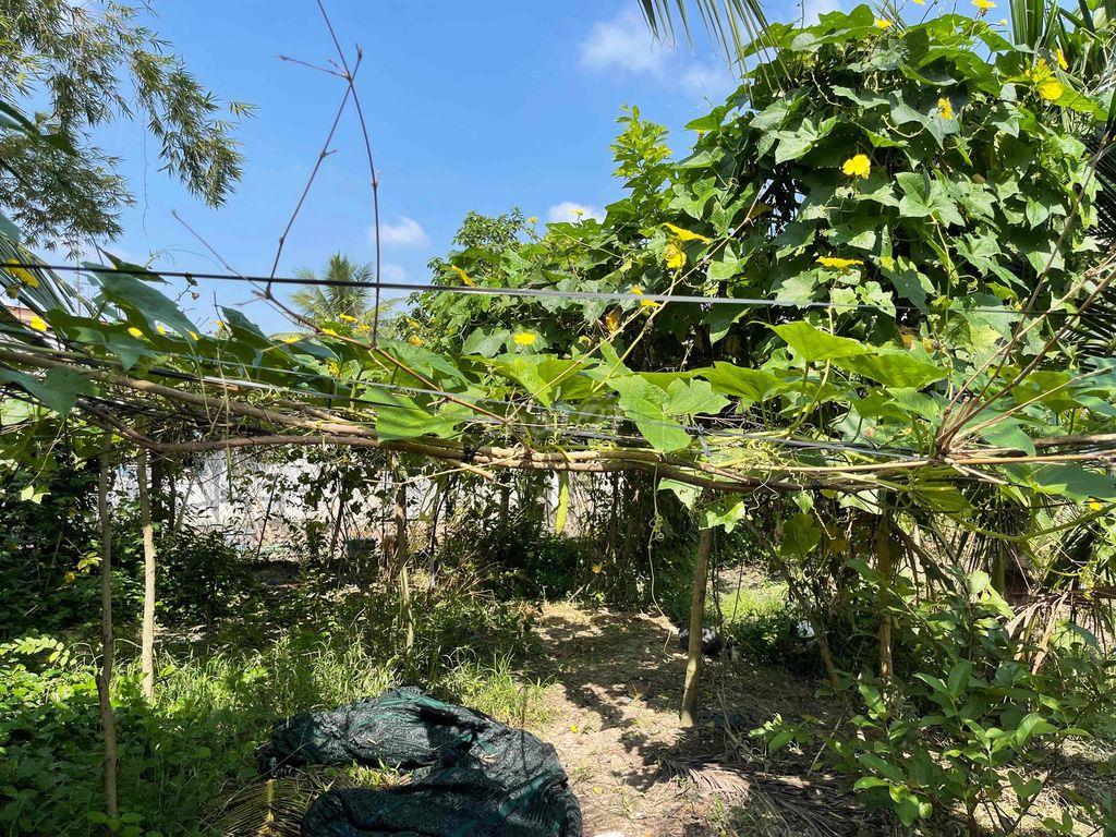 Bán 02 phần đất mặt tiền đường nhựa QH 20m, trung tâm P.Trảng Bàng