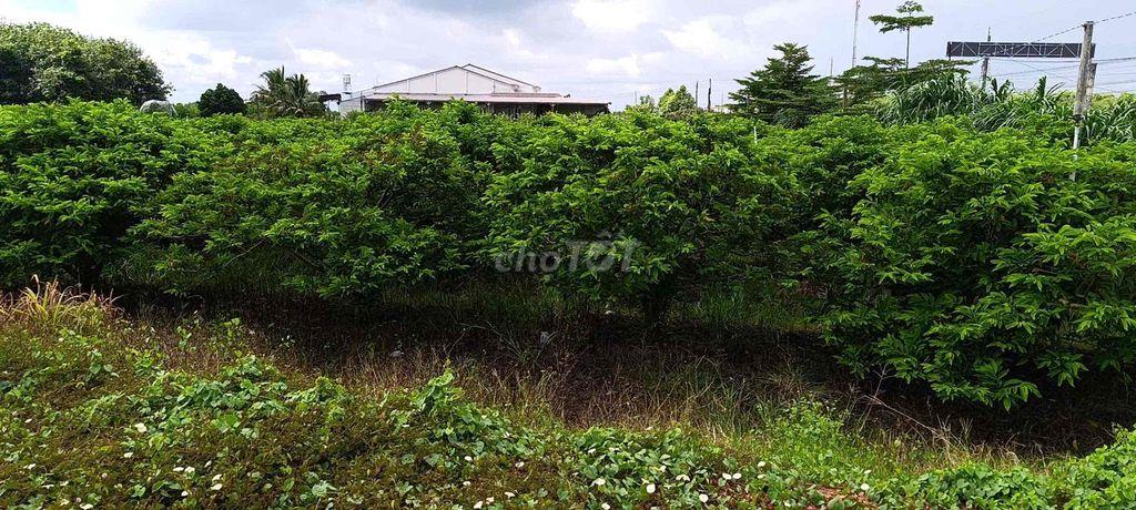 bán đất chính chủ mặt tiền Phước Hội Phước Bình view núi Bà